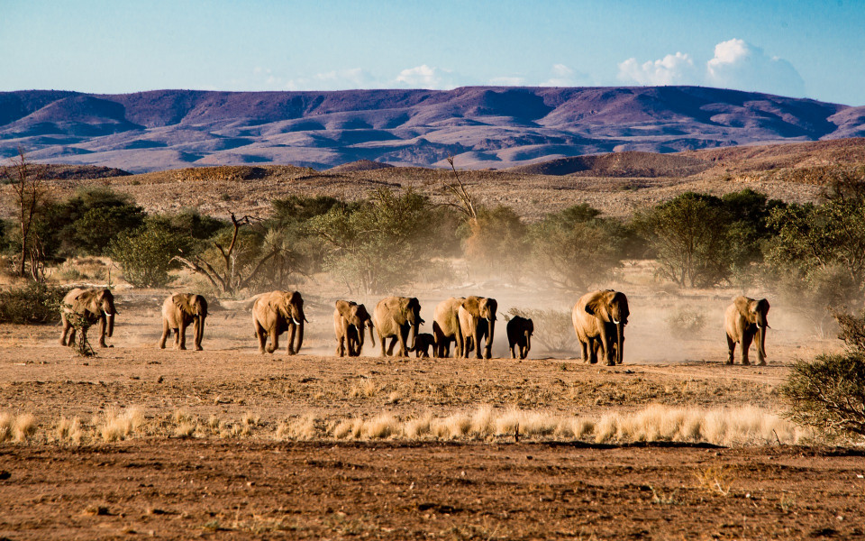 Elefanten in der Wüste Namibias